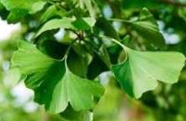Ginko Biloba Ingredient
