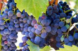 Resveratrol Ingredient